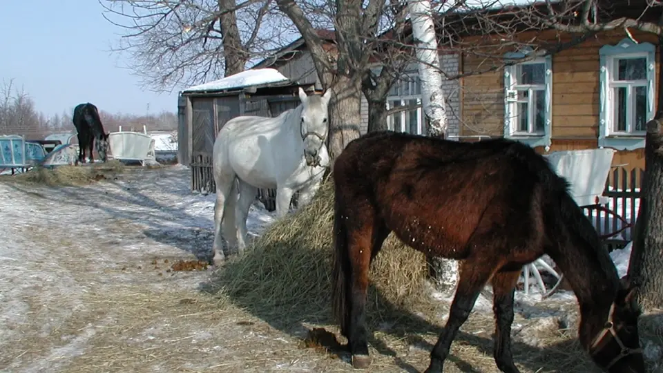 Журавли